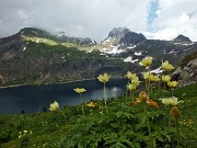 88 Pulsatilla alpina sulfurea con Pizzo Farno e Monte Corte